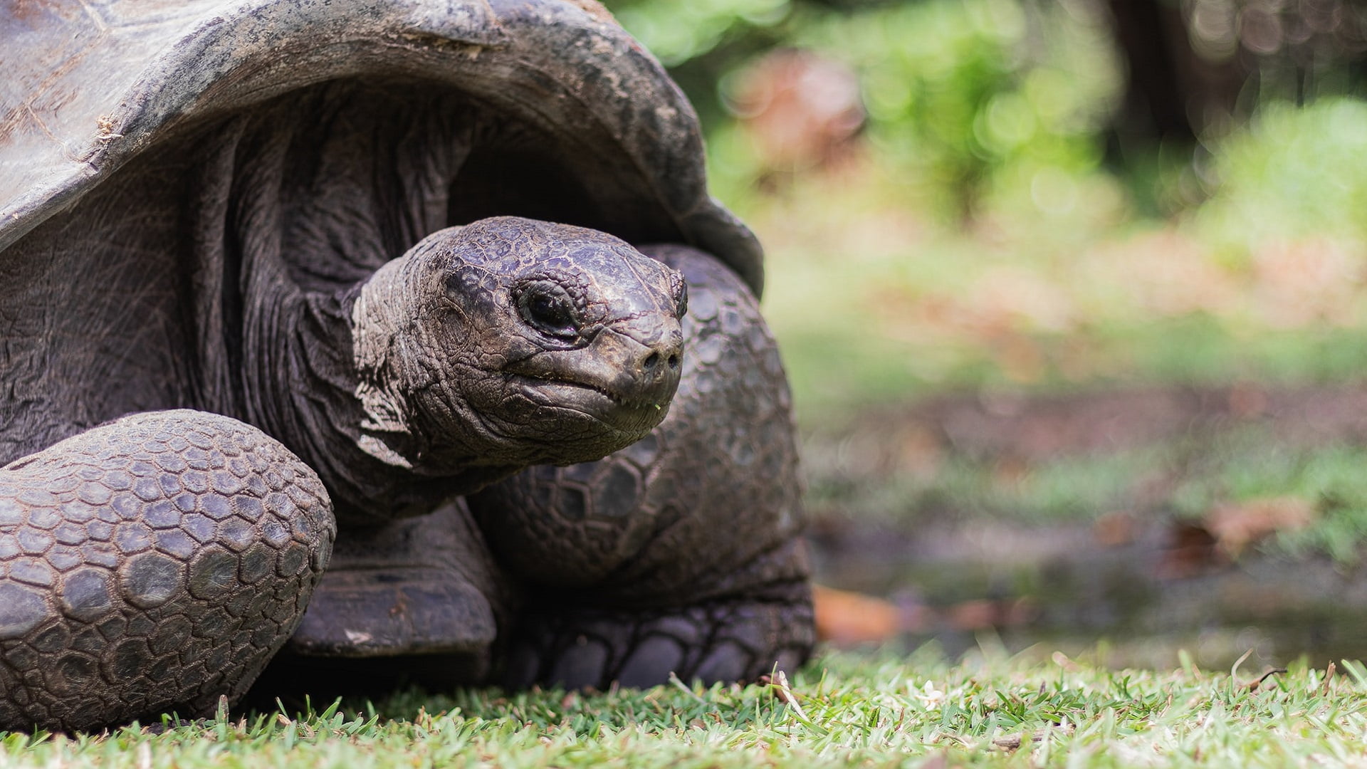 wildlife experiences seychelles(3)